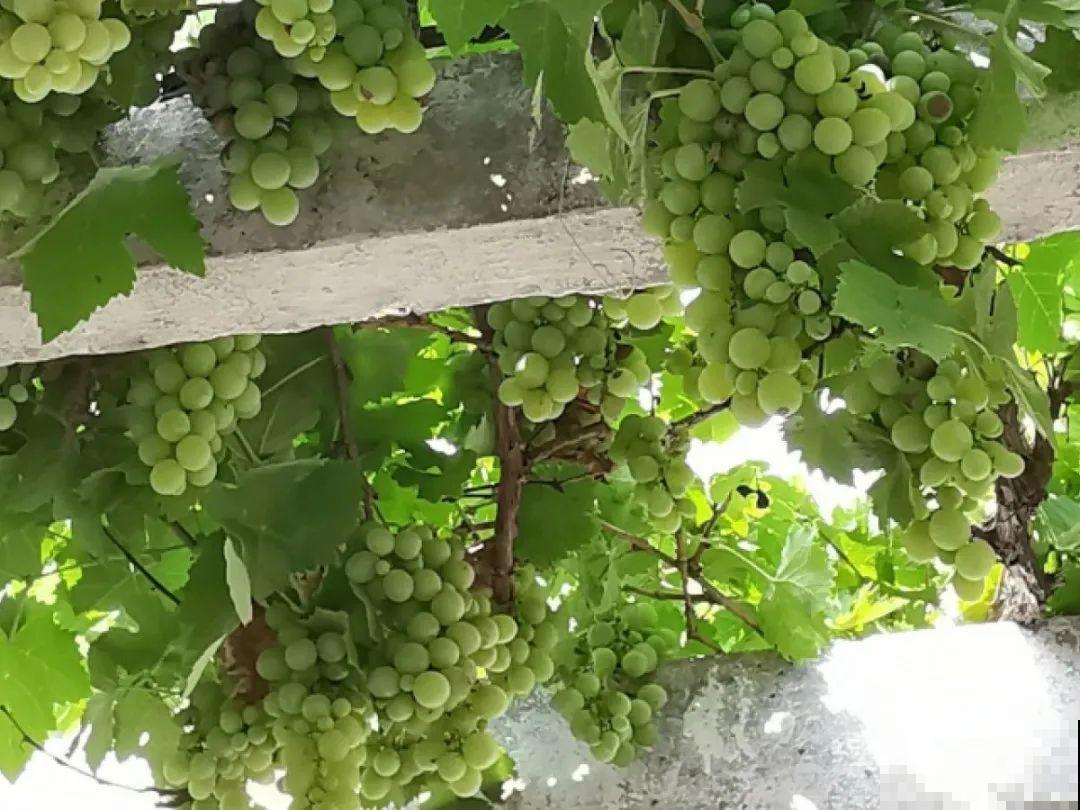 现在开始埋冬肥了,月季补一补,明年满枝爆花! 现在开始埋冬肥了,月季补一补,明年满枝爆花!