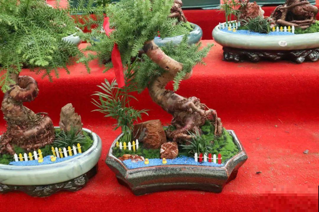 逛花市必买的花，十月入手刚刚好，不买亏大了！