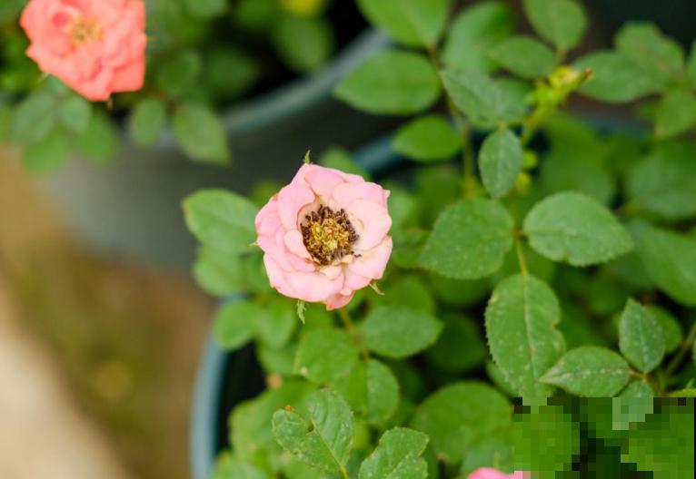 月季丑巴巴，不怪它，养护有问题，咋养也丑！