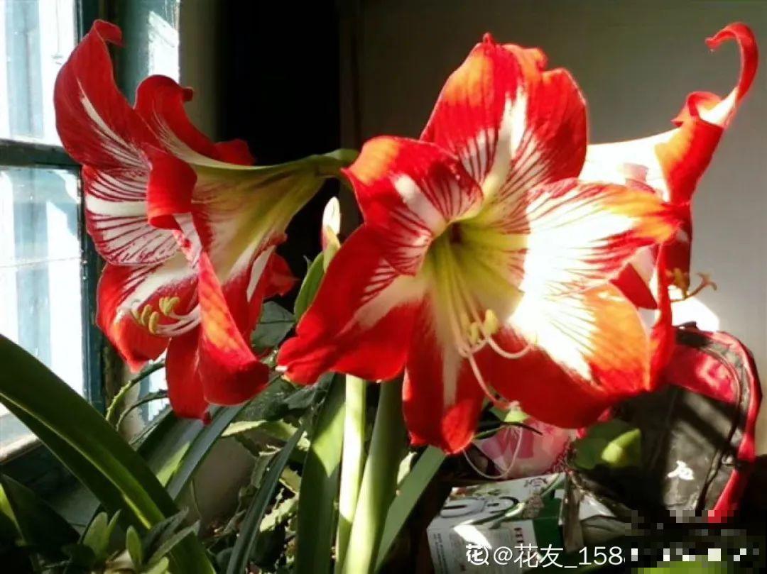 6种花特耐寒，断水两个月，也能正常生长