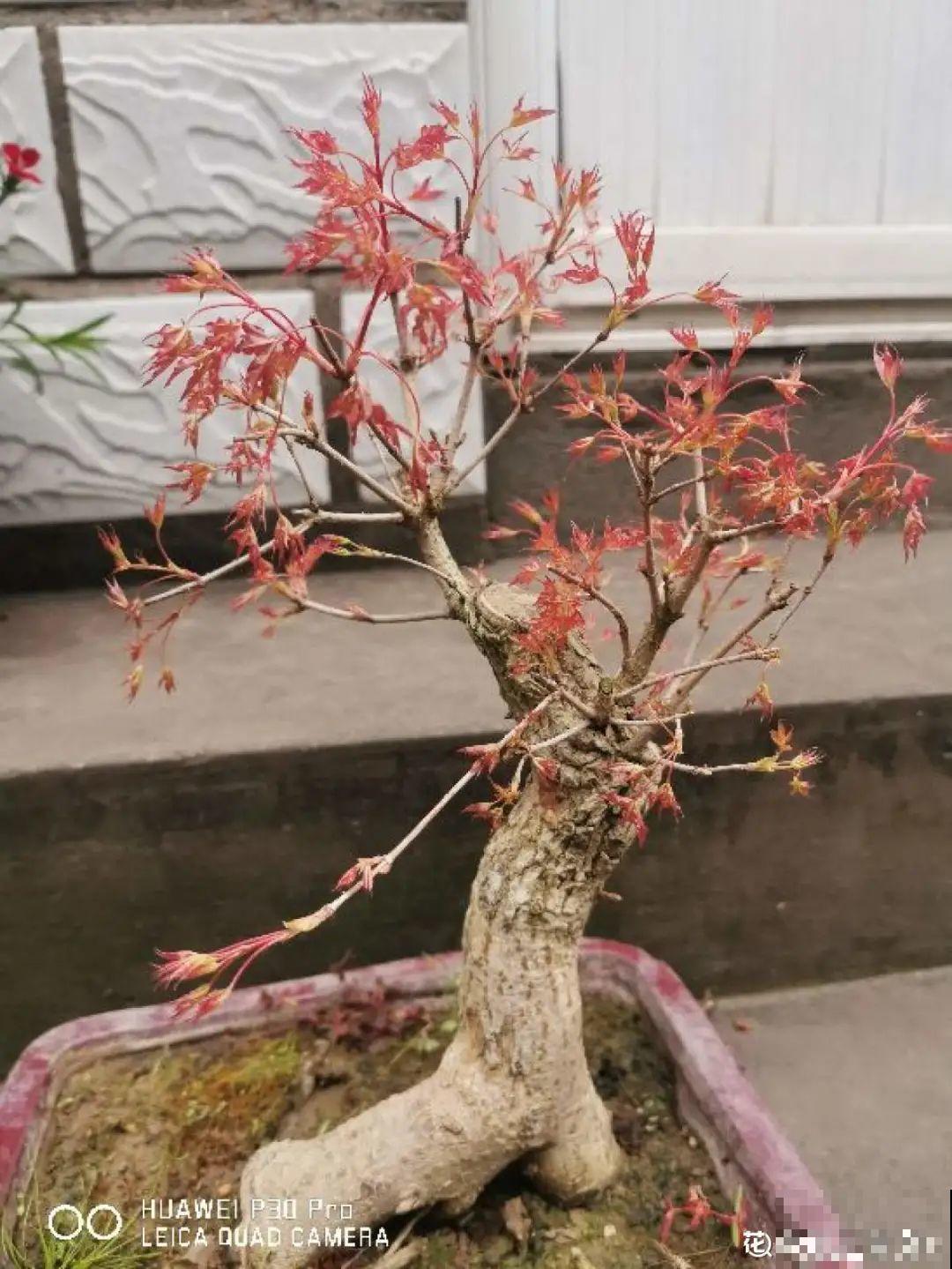 4种花养成老桩，价格能翻好几倍，开花也更多