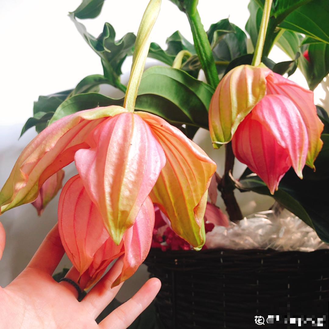 8种贵花，一盆好几百，有钱了一定要买一盆！