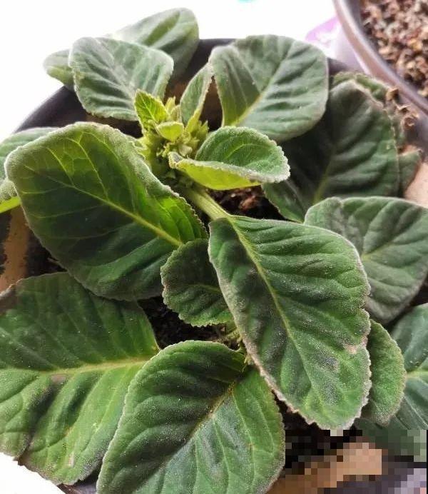 想省心就养这些花,没有病虫害,就爱开花! 想省心就养这些花,没有病虫害,就爱开花!