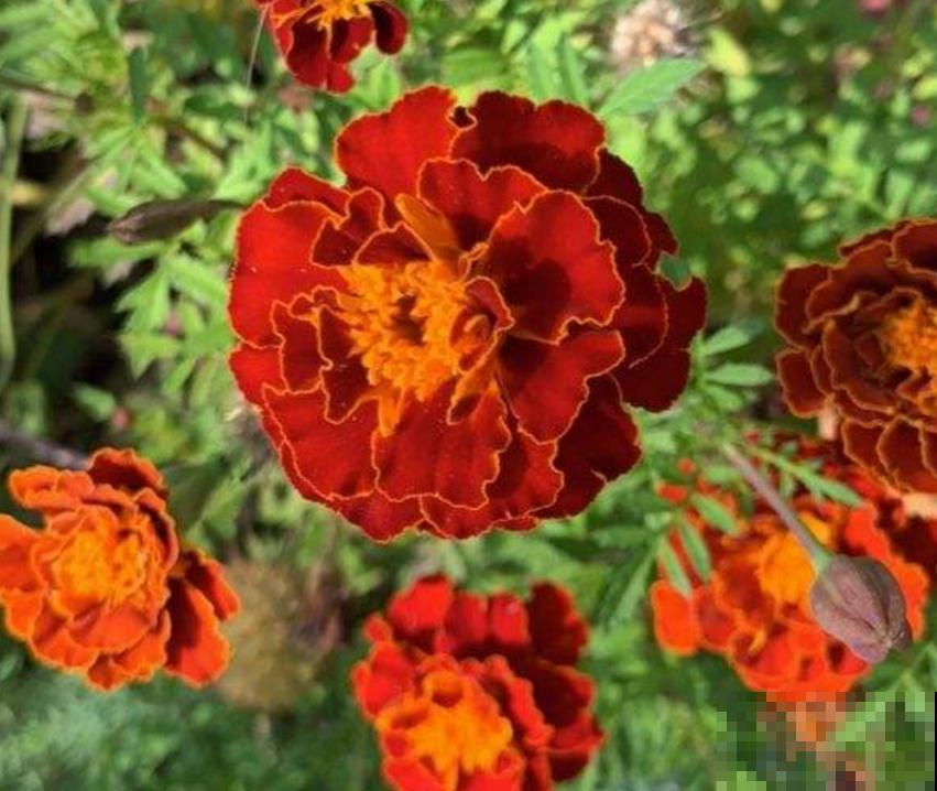 新手可养孔雀草,省心好养活,栽土里就长! 新手可养孔雀草,省心好养活,栽土里就长!