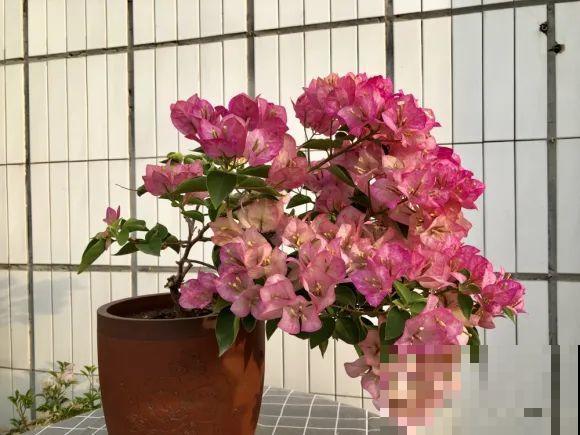 特欠剪的花,越剪越好看,花开不断! 特欠剪的花,越剪越好看,花开不断!