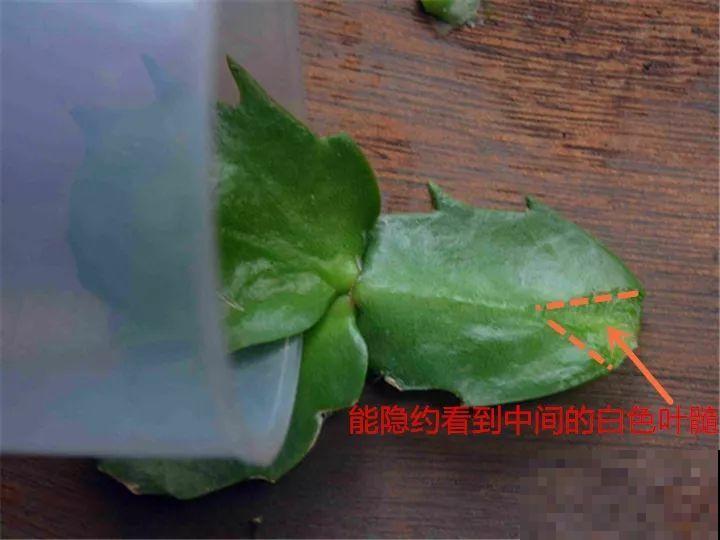 2种花组合起来养护，开花更多，满盆都是花