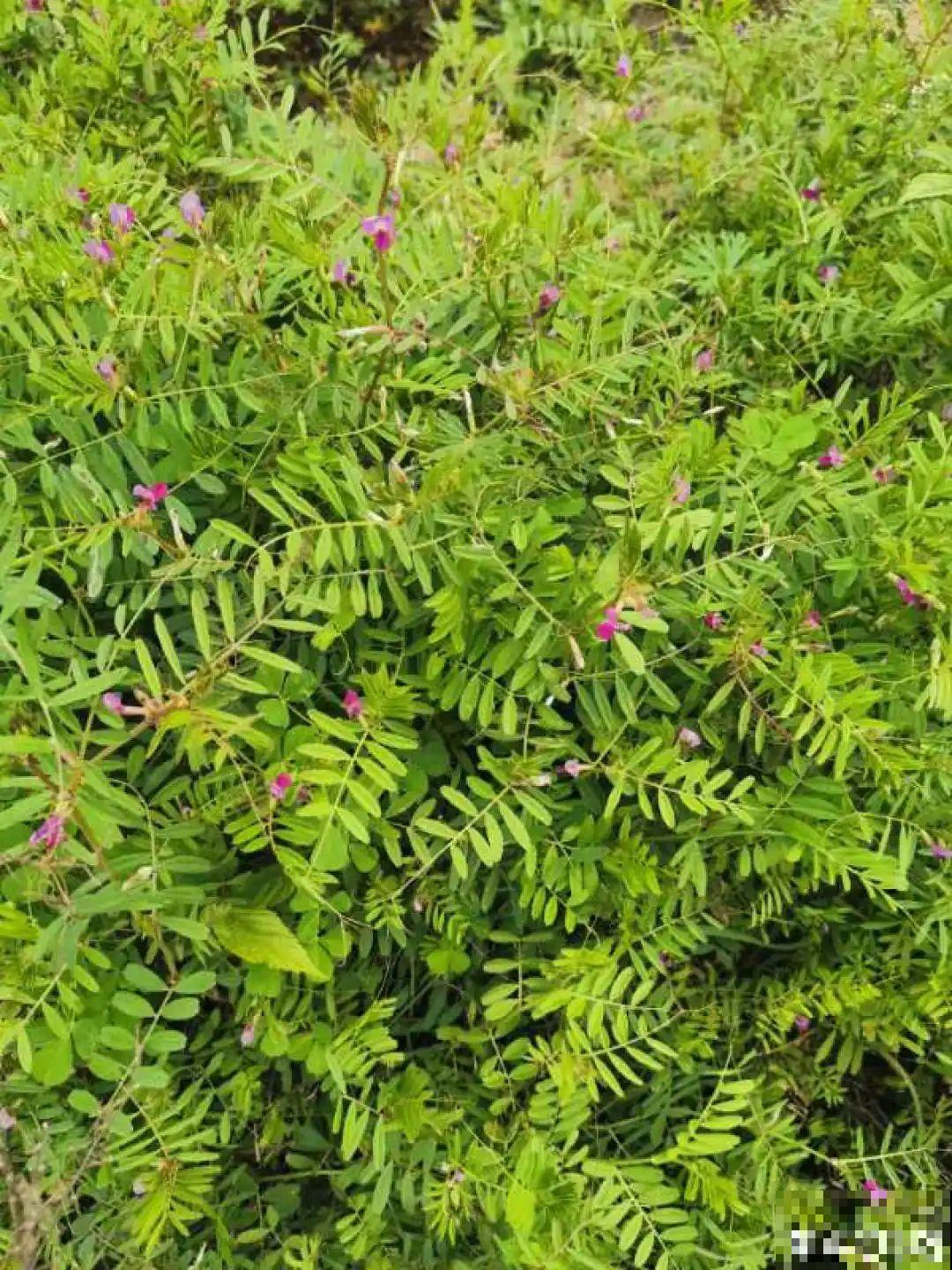 这种花很稀罕,以前喂猪没人要,现在抢破头! 这种花很稀罕,以前喂猪没人要,现在抢破头!