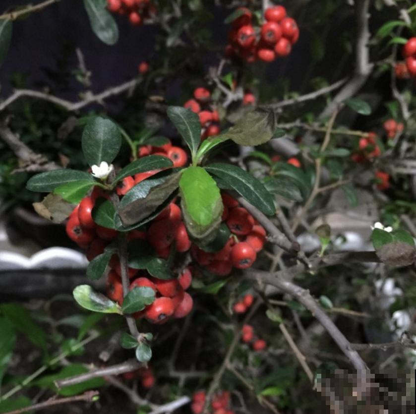 火棘盆景好制作，剪根枝条就能行，零成本，高回报！