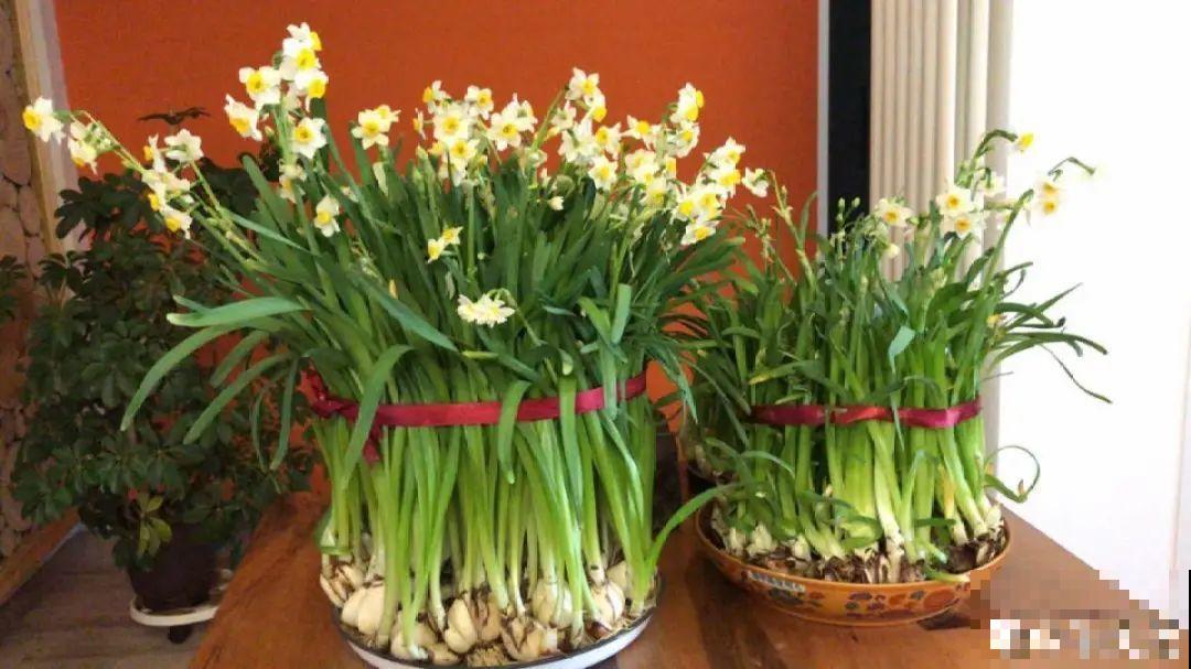 冬天啥花都可以不养，唯独这一种，不养亏大了！