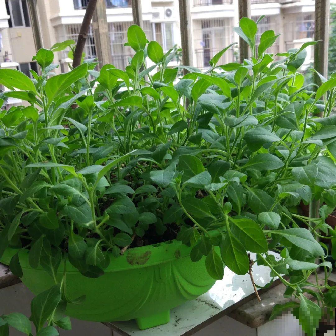 特欠剪的花,越剪越好看,花开不断! 特欠剪的花,越剪越好看,花开不断!