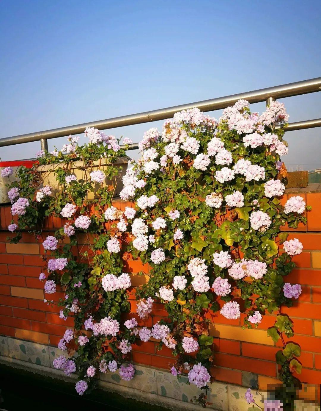 挂起来就能养的花,开花多不占地儿,家里能养100盆! 挂起来就能养的花,开花多不占地儿,家里能养100盆!