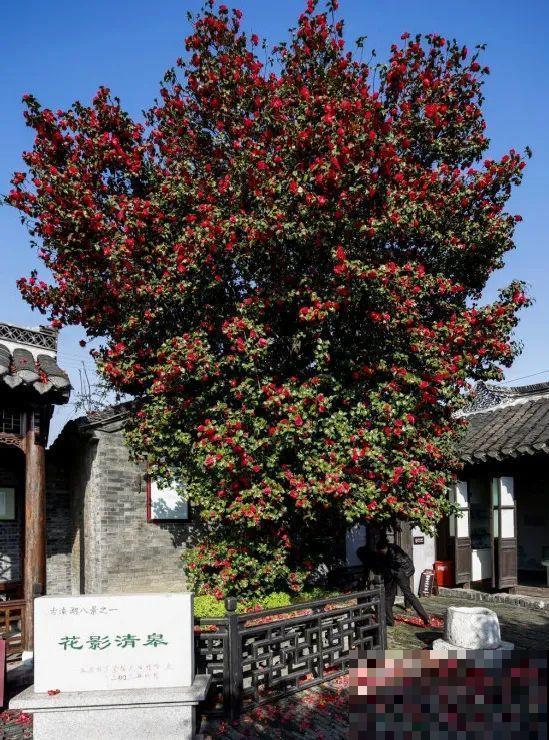 50年的桂花树,卖了5万块钱,大家觉得值吗? 50年的桂花树,卖了5万块钱,大家觉得值吗?