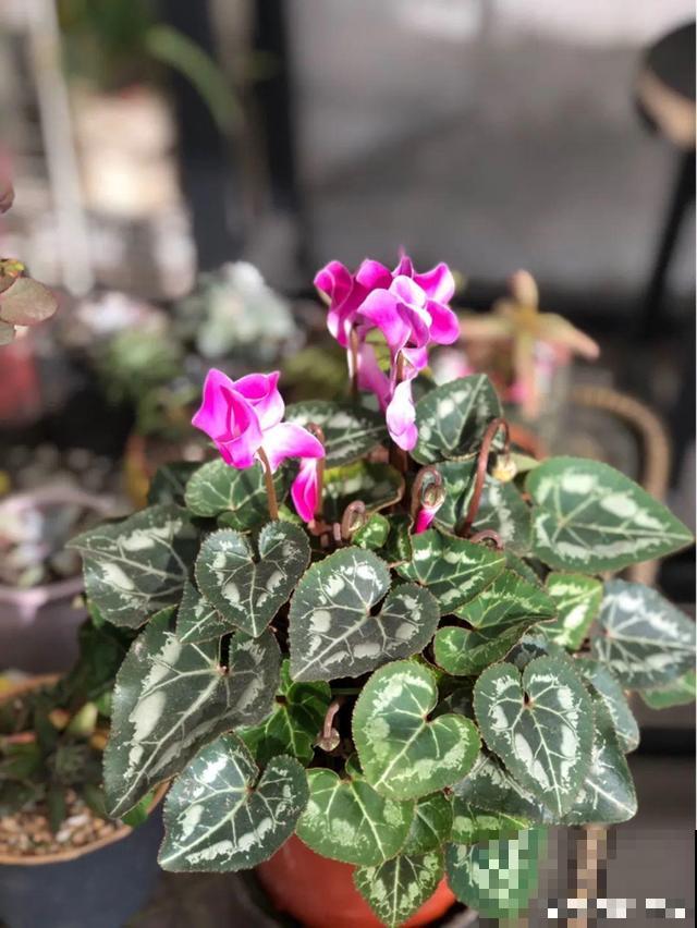 养花人的特点，你中了几条