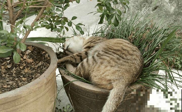 叶子被狗啃光了,还能不能活?糟心! 叶子被狗啃光了,还能不能活?糟心!