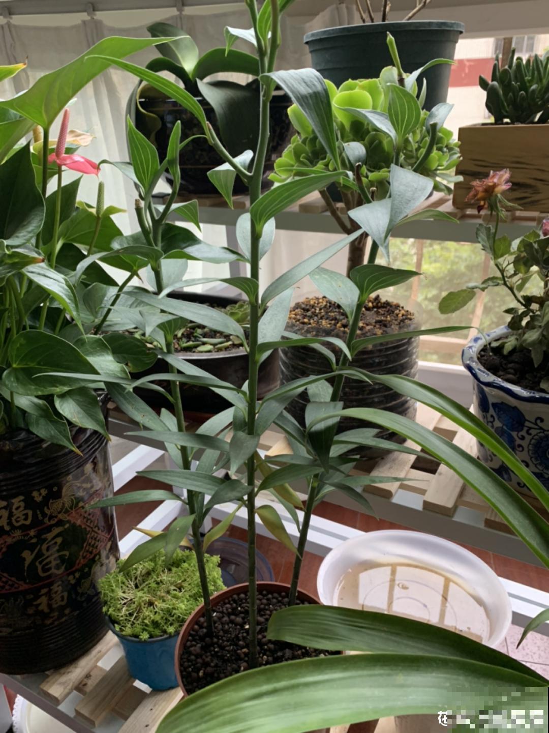 7种花冬天要休眠，看着好像枯死了，千万别丢掉