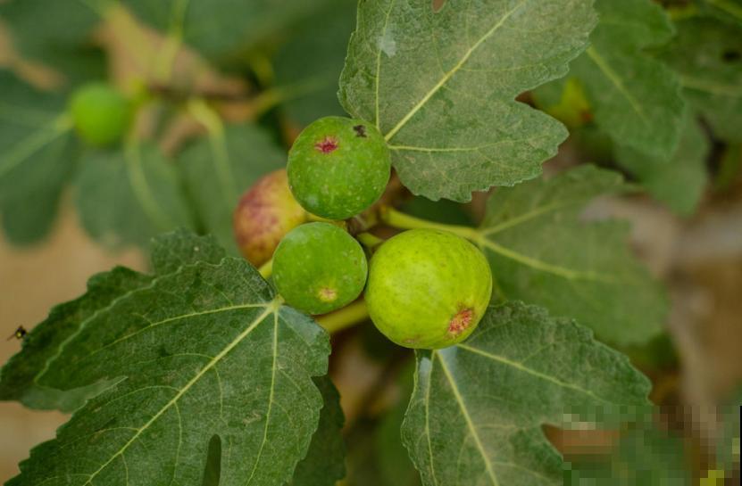 想吃无花果别着急,学会嫁接,一根枝条变一树果子! 想吃无花果别着急,学会嫁接,一根枝条变一树果子!