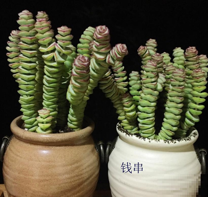 小米星和钱串长得像,4点细节可以区分,不再搞混! 小米星和钱串长得像,4点细节可以区分,不再搞混!