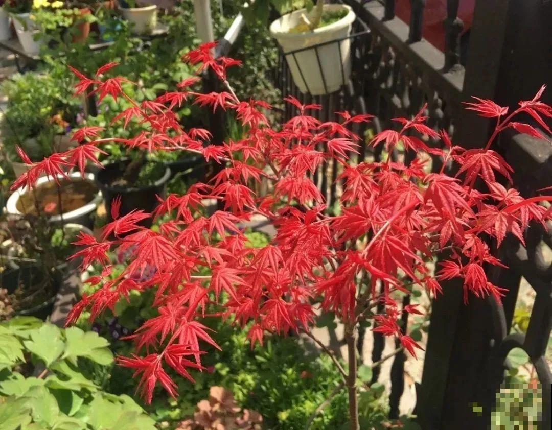 一种花名叫红舞姬，叶子红彤彤，养在家里红红火火