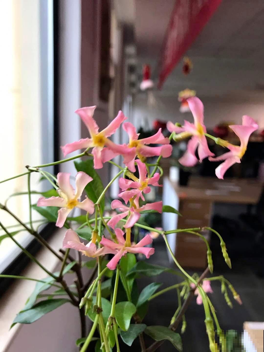 家里养盆香香花，1次开上一面墙，2年养成粉色花墙