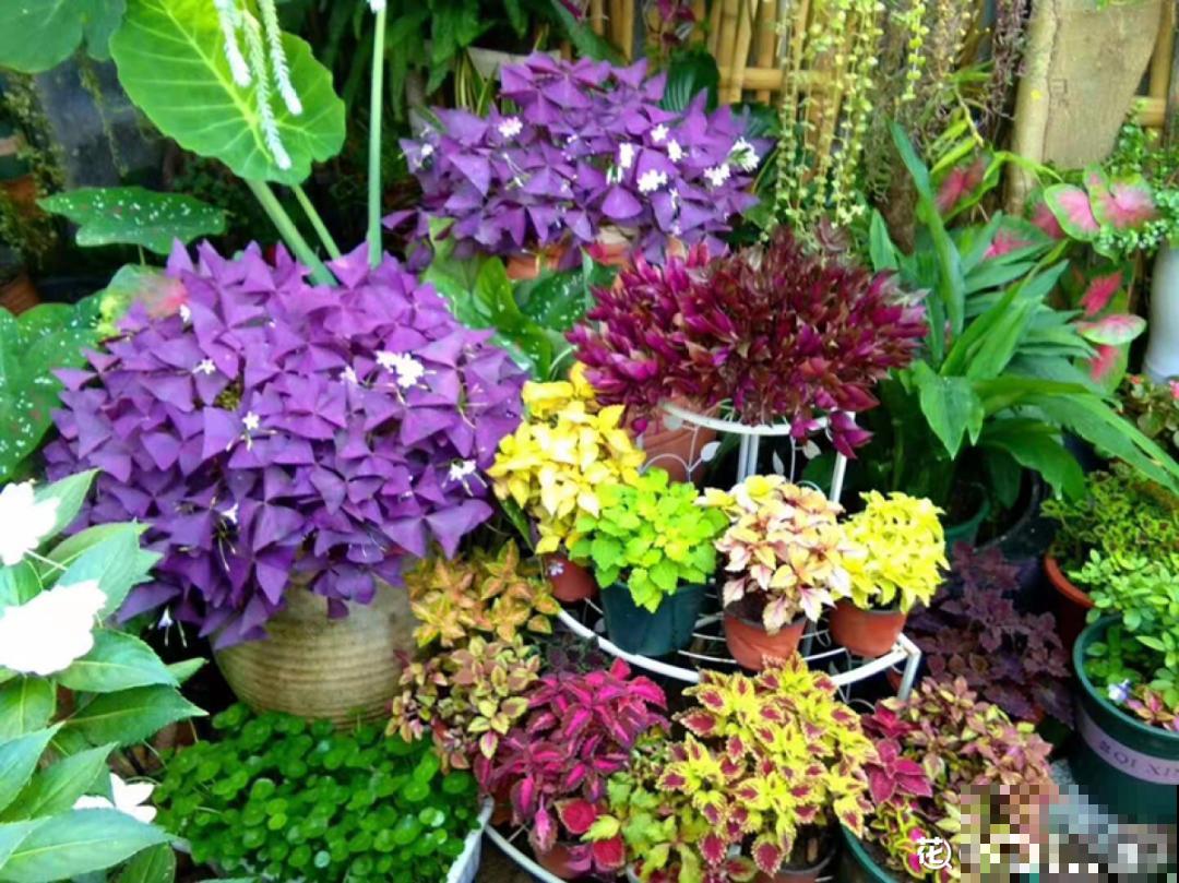 越晒越美的花，扔太阳底下晒着，红红的特好看！