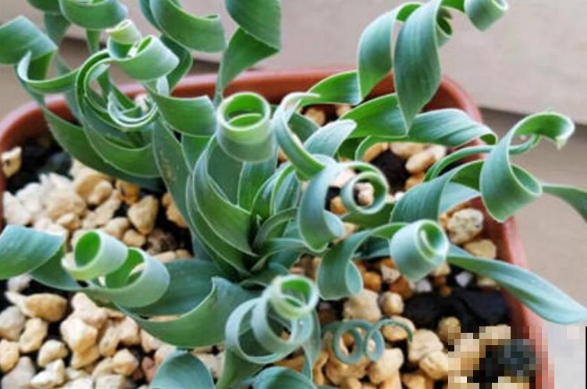 秋冬种盆弹簧草,不走寻常路,一头“卷发”特迷人! 秋冬种盆弹簧草,不走寻常路,一头“卷发”特迷人!