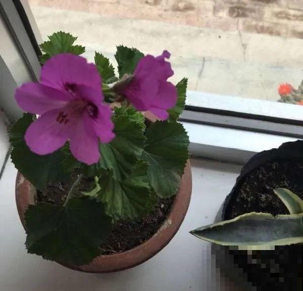 最大的长寿老桩,7年时间,养成盆景! 最大的长寿老桩,7年时间,养成盆景!