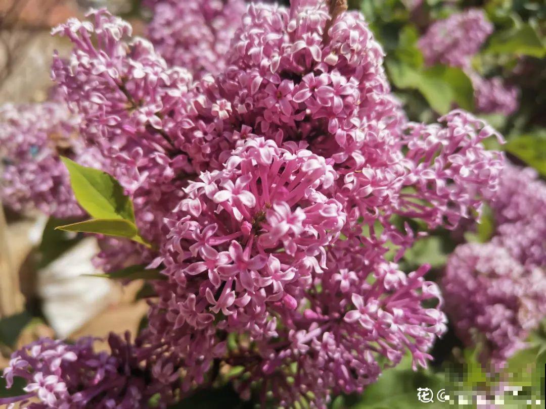 你在哪个城市，最适合养的花就是它！