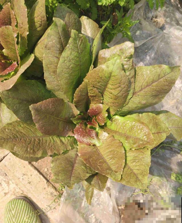 秋冬阳台种莴苣,覆层保鲜膜,再冷也不怕! 秋冬阳台种莴苣,覆层保鲜膜,再冷也不怕!