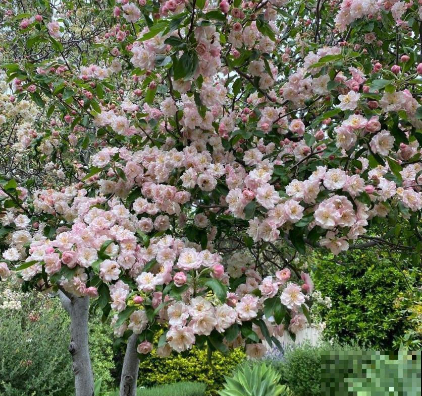 家中养棵西府海棠，赏花吃果，岂不美哉！