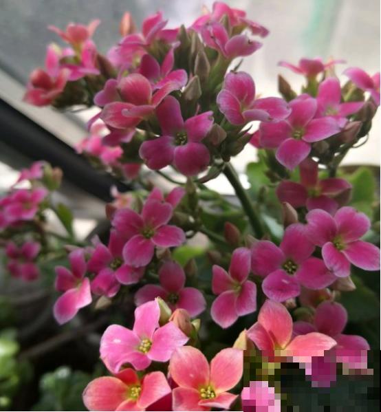 花期长的3种花,妥妥的“开花机器”,赶紧养! 花期长的3种花,妥妥的“开花机器”,赶紧养!