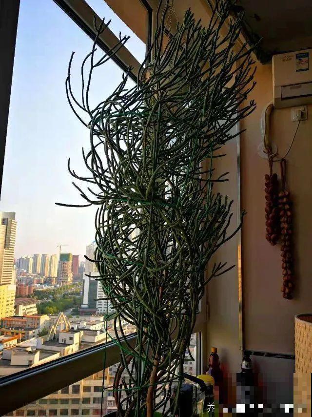 15种镇宅花，家里摆一盆，镇宅旺运超霸气！