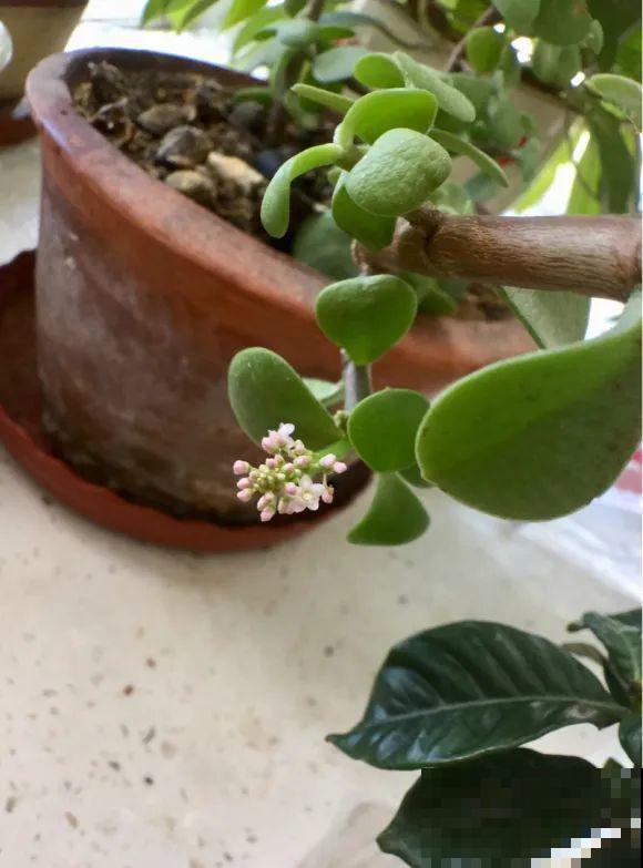 金枝玉叶开花了,特罕见,比雅乐之舞还美! 金枝玉叶开花了,特罕见,比雅乐之舞还美!