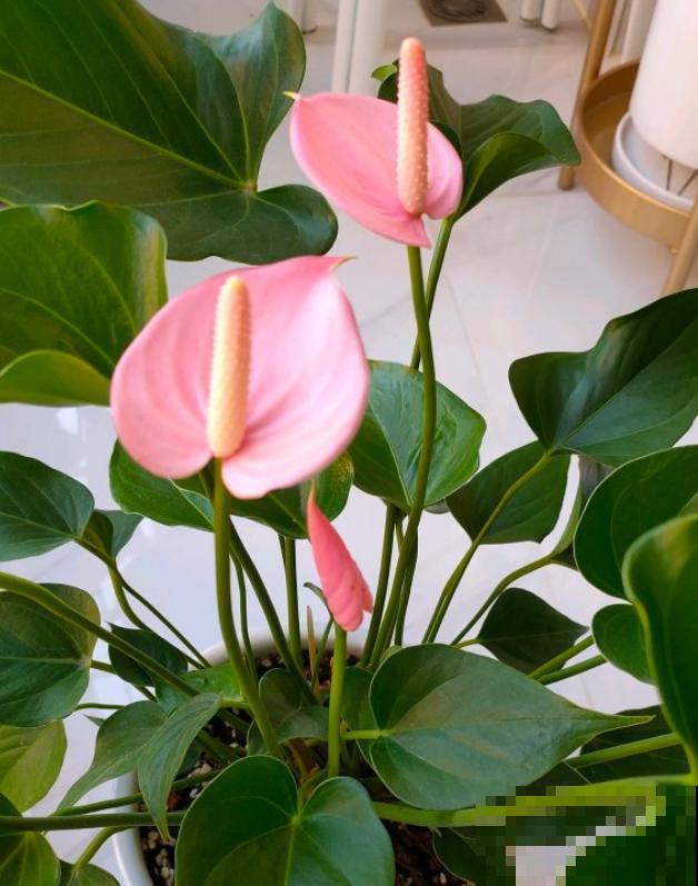 红掌长黄斑,千万别喷水,不然烂的更厉害 红掌长黄斑,千万别喷水,不然烂的更厉害