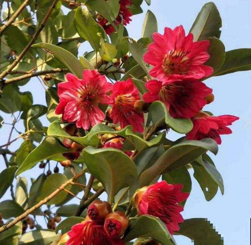 院里种棵红花荷，花大如盏，红彤彤的特喜庆！