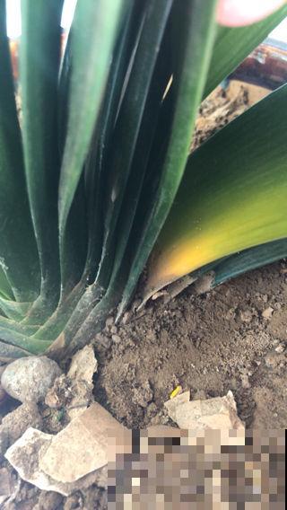 君子兰烂芯别丢，切一刀消消毒，还能爆出小笋芽