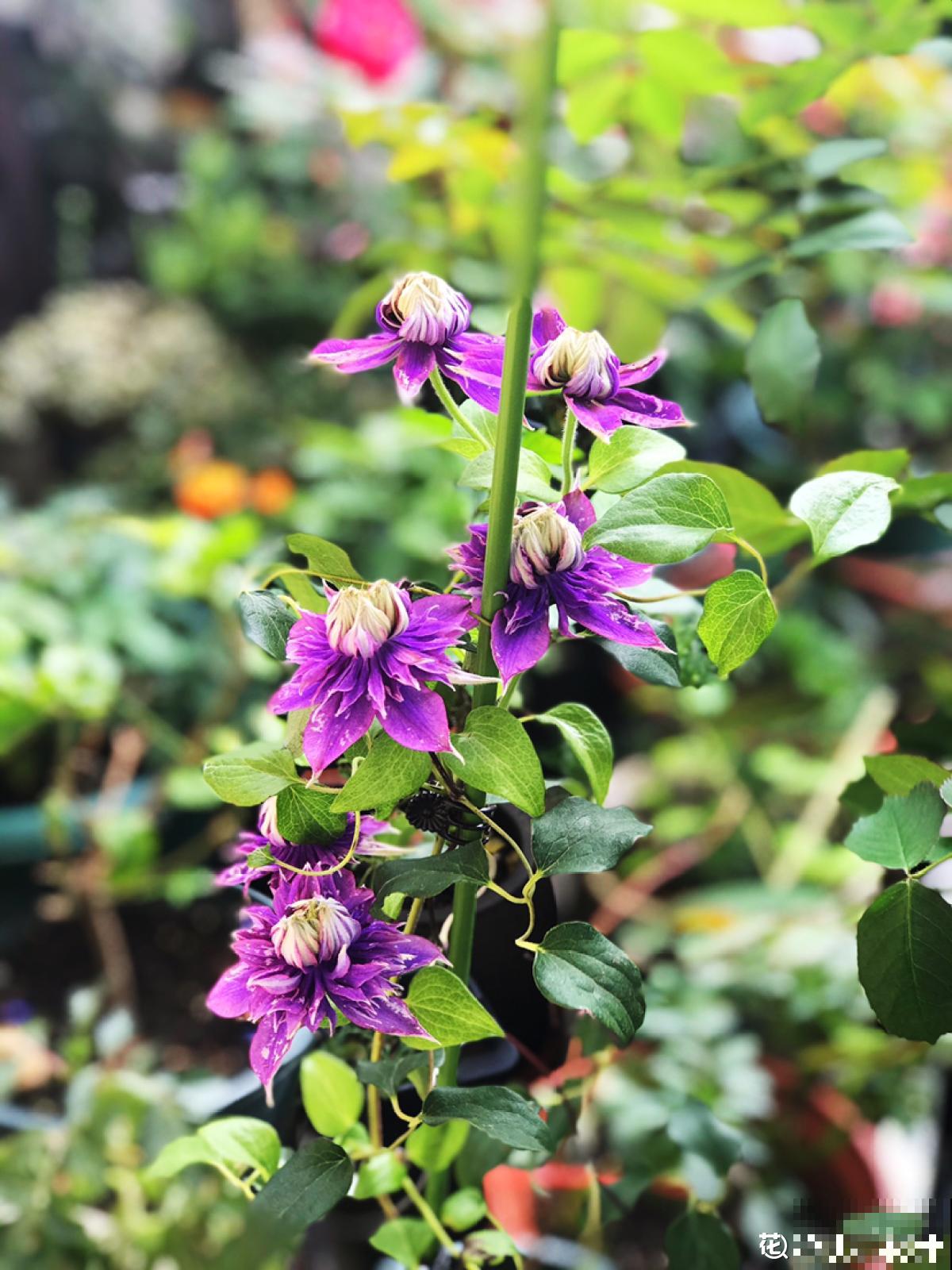 因为养花,我和家人大吵一架,怎么才能让他们接受? 因为养花,我和家人大吵一架,怎么才能让他们接受?