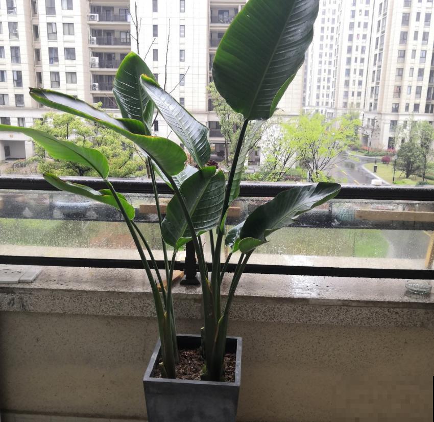 这2种大型绿植,秋天入手,整年无忧,好看! 这2种大型绿植,秋天入手,整年无忧,好看!