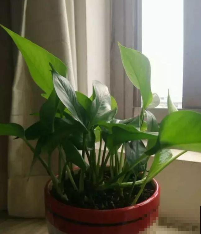 绿萝枯萎有原因，症状不同原因不同，看看你是哪错了！