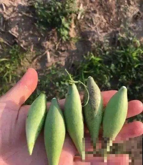 秋天野果都熟了，抓一把塞嘴里，太好吃了！