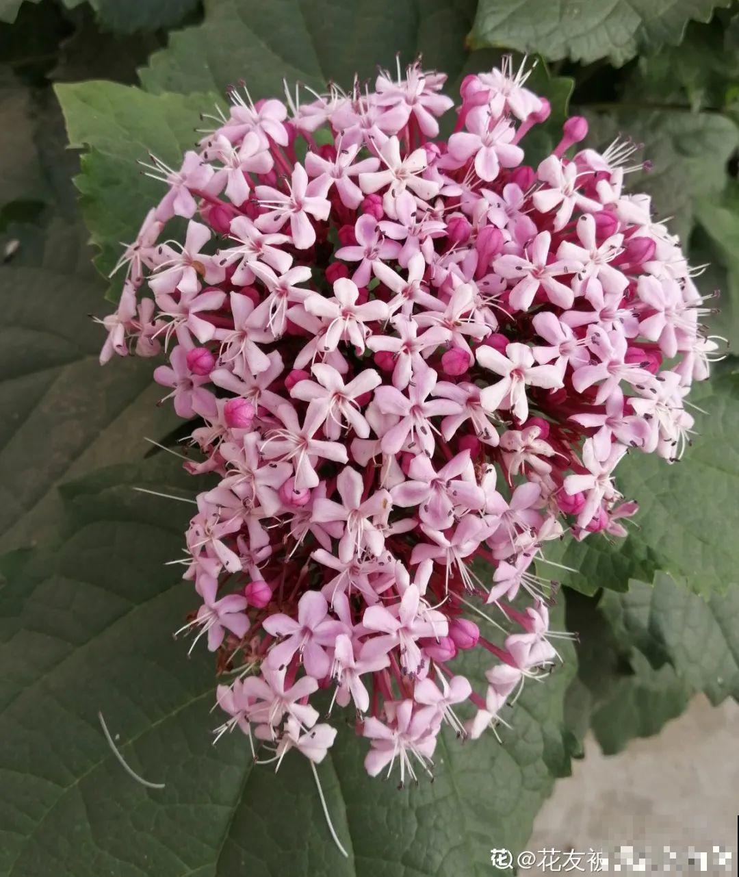 1种花叫大花犀角，闻久了头晕，家里养要小心！