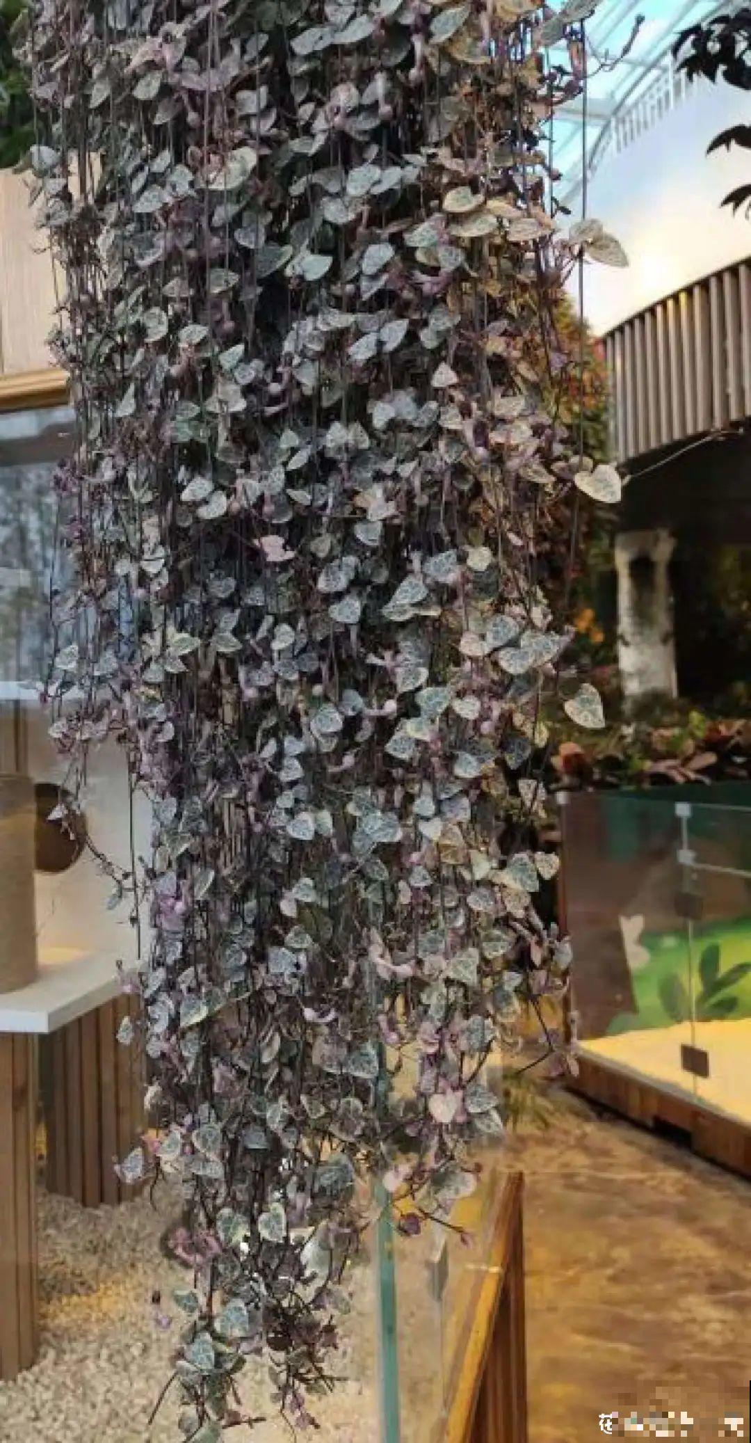 家里养棵球兰，开花漂亮，香味浓郁