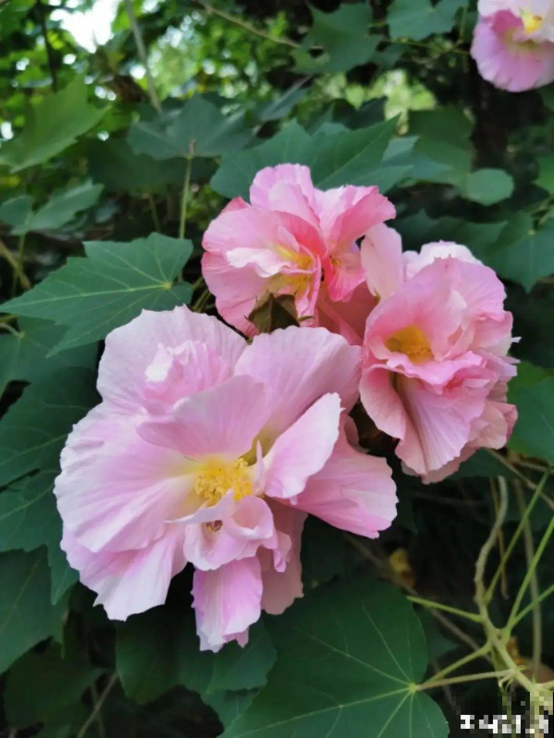 十一赏花图谱，看了啥花都认识，不用问别人！