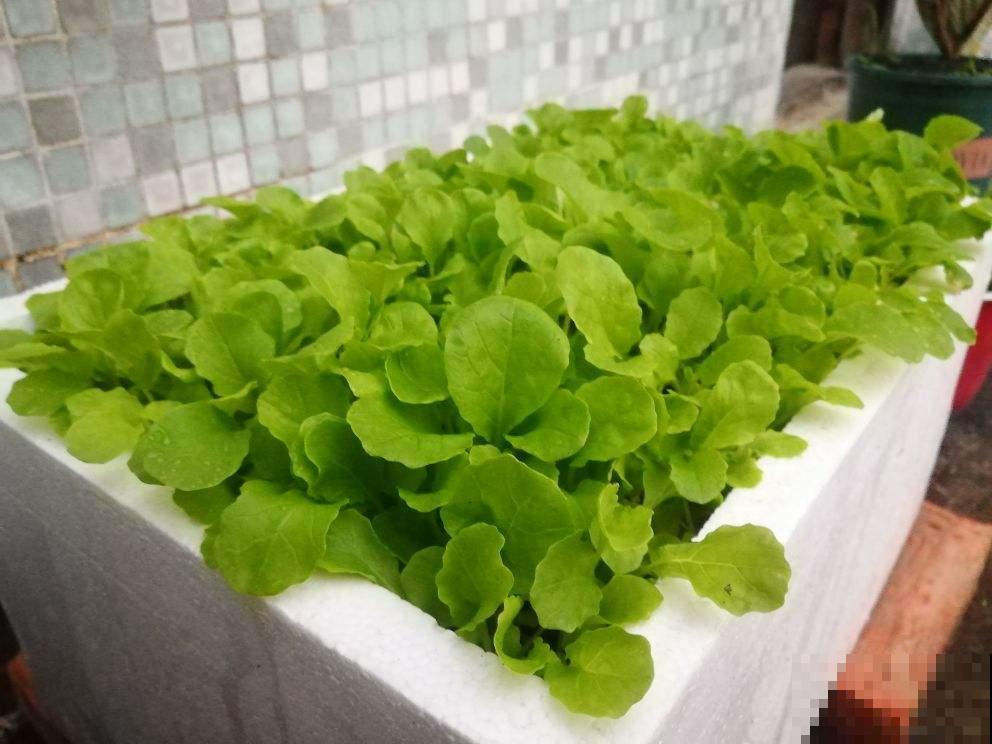 在家阳台上,找个泡沫箱种菜,俩月吃上嫩蔬菜 在家阳台上,找个泡沫箱种菜,俩月吃上嫩蔬菜