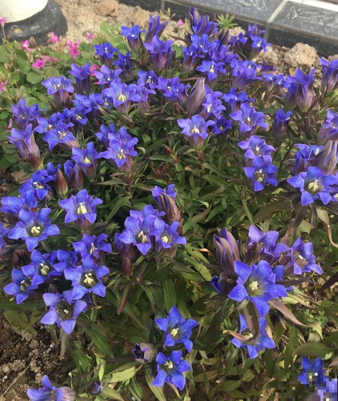 天冷才开的龙胆花，爆了上百朵，零度之下照样美！