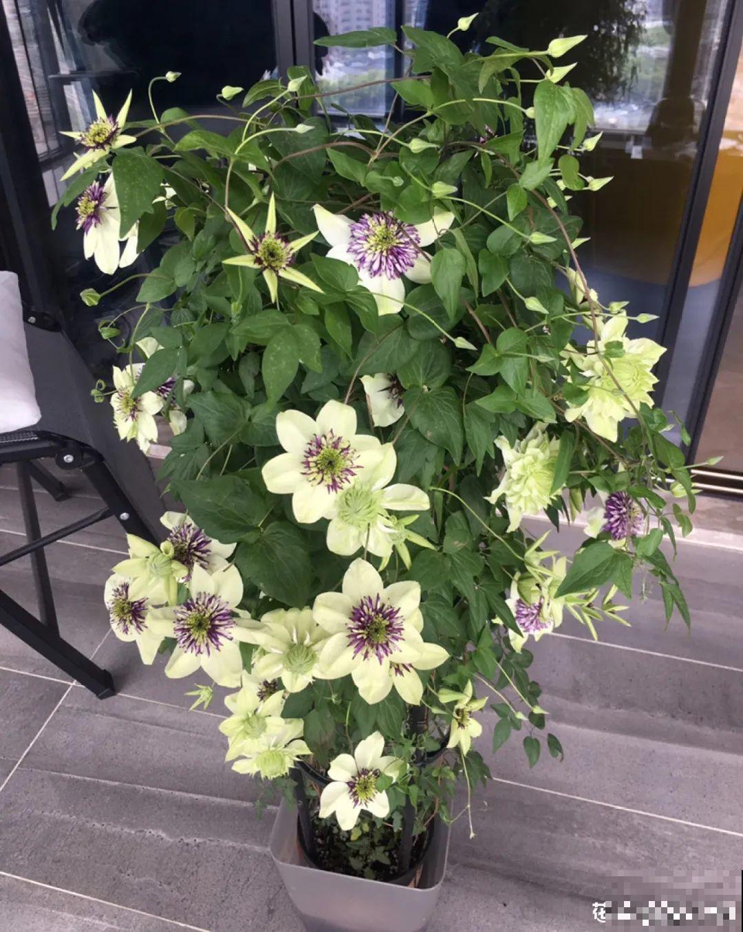 20种花特耐寒，放外面冻一冻，开花更多