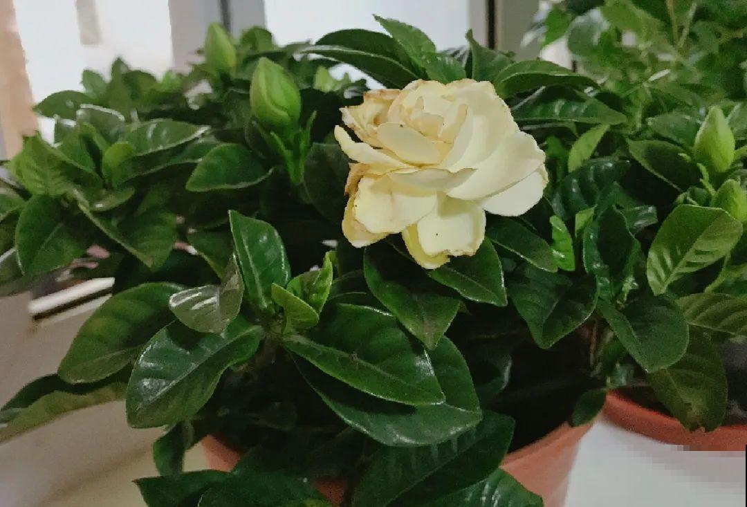 11月,千万别买这种花,养不活惹一肚子气! 11月,千万别买这种花,养不活惹一肚子气!