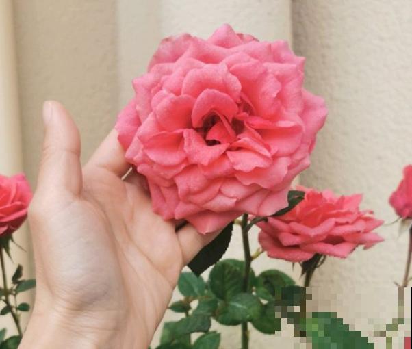 月季招红蜘蛛别怕，这样防治，很快就恢复