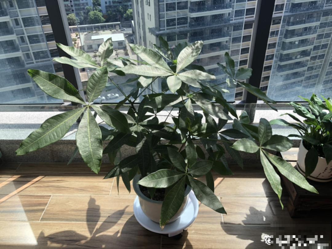 被拉进黑名单的花，再便宜也不买了，真浪费钱