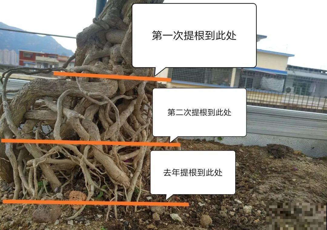 这种花就欠“拽”，没事拽拽根，变成老桩美到爆！