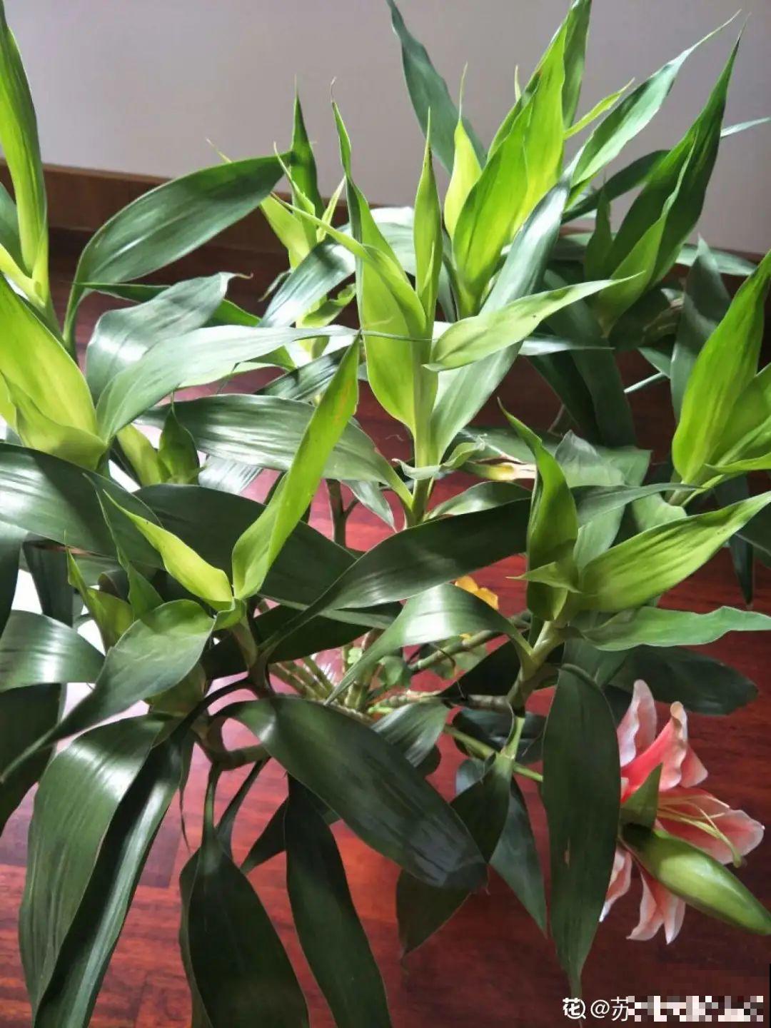 朋友送的富贵竹，长了快3米高，家里快放不下了
